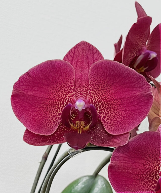 胡蝶蘭祭り　原種9種9株　シレリアナ　デリシ　ロビー　マリポエンシス　ルデマニア 2024年4月24日 原種の胡蝶蘭【シレリアナ】 葉が観葉植物🌿で