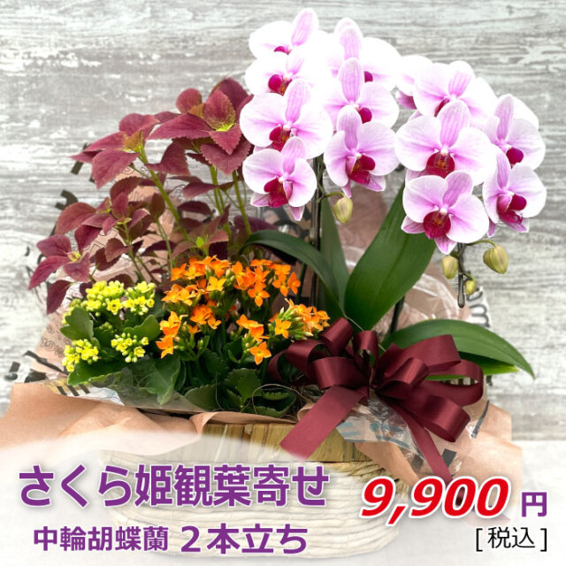 さくら姫観葉寄せ 寄せ植え シーズン P1641 さくら姫観葉寄せ 寄せ植え シーズン P1641