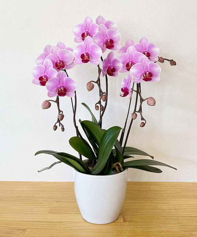 【つぼみ多め商品】ミニ胡蝶蘭 しらさぎ 3本立ち