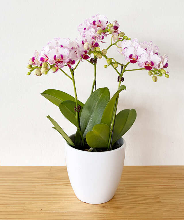 ミニ胡蝶蘭　しずく３本立ち