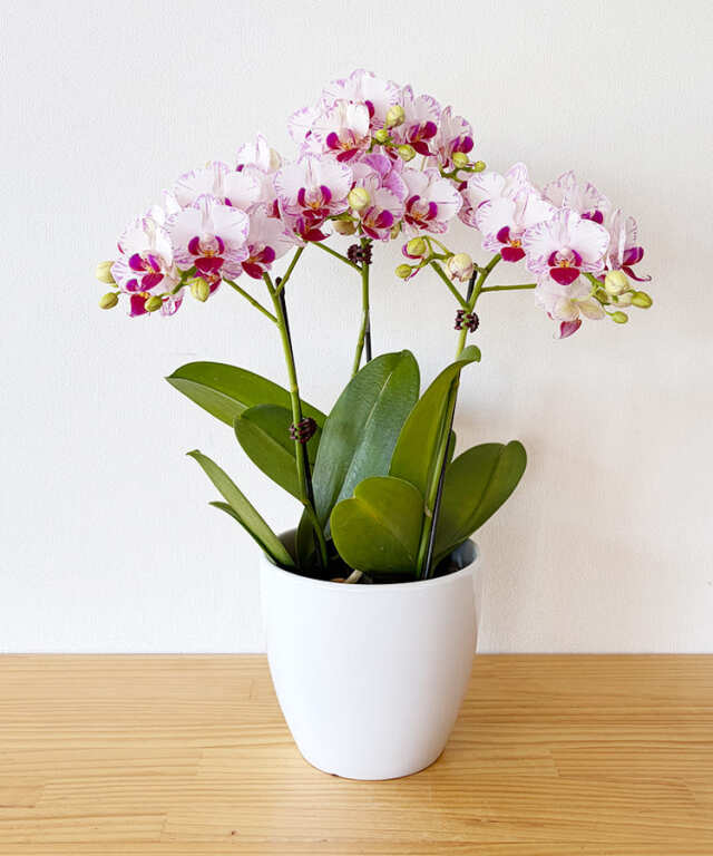 ミニ胡蝶蘭 しずく 3本立ち