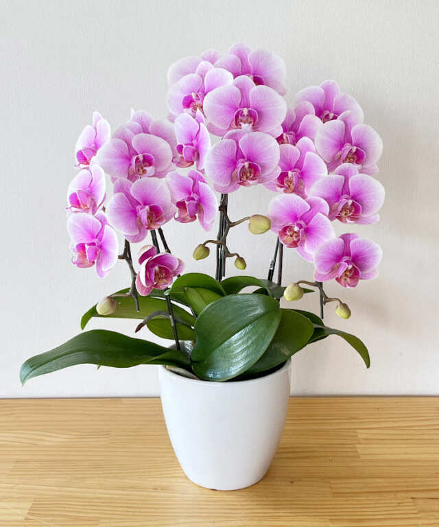 ミニ胡蝶蘭 スイートメモリー 3本立ち 薄い方