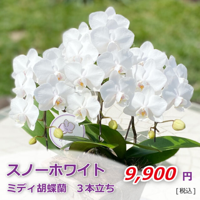 ミディ ミニ胡蝶蘭 胡蝶蘭専門店 らんや 黒臼洋蘭園通販
