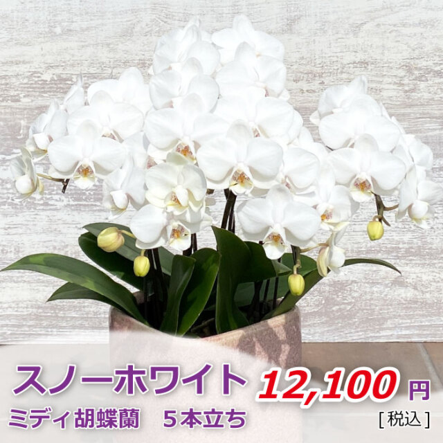 ミディ ミニ胡蝶蘭 胡蝶蘭専門店 らんや 黒臼洋蘭園通販