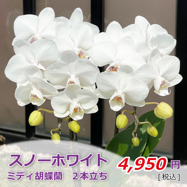 ミディ ミニ胡蝶蘭 胡蝶蘭専門店 らんや 黒臼洋蘭園通販