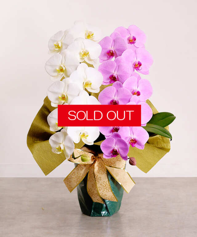 【SOLD OUT】白&ピンク大輪MIX 2本立ち22輪程度