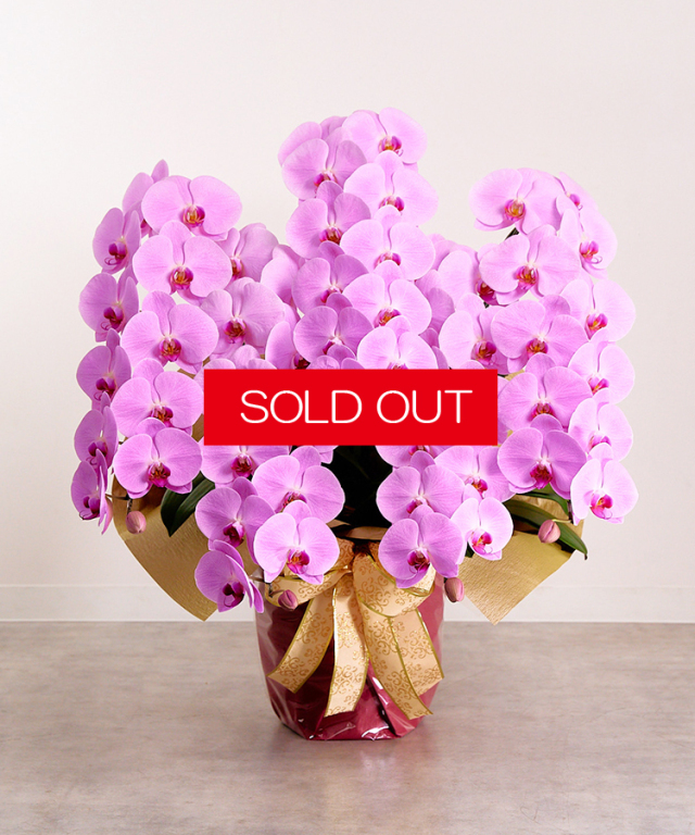 【SOLD OUT】グレイス5本立ち60輪程度