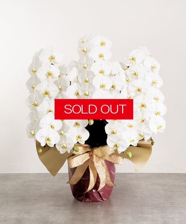 【SOLD OUT】白大輪5本立ち65輪程度