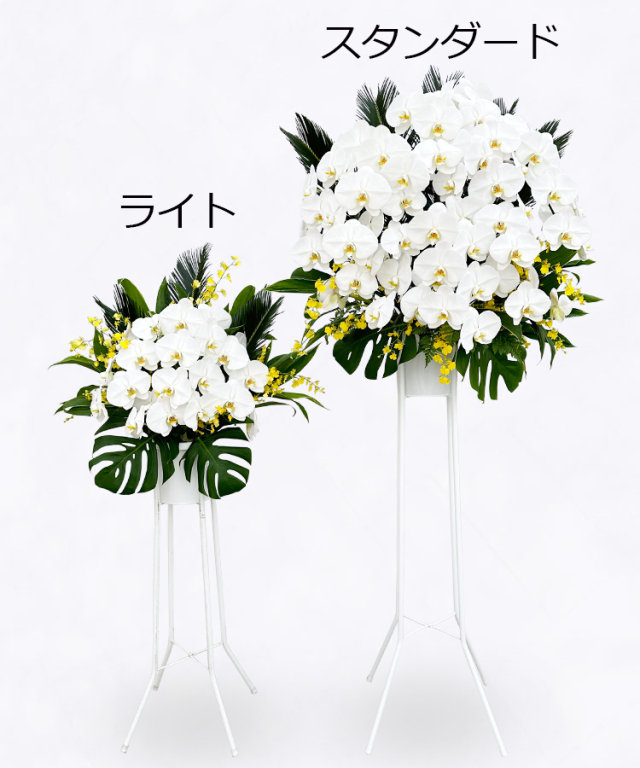開店 祝い 花】 胡蝶蘭 高級スタンド /ライト（1段）【さいたま市