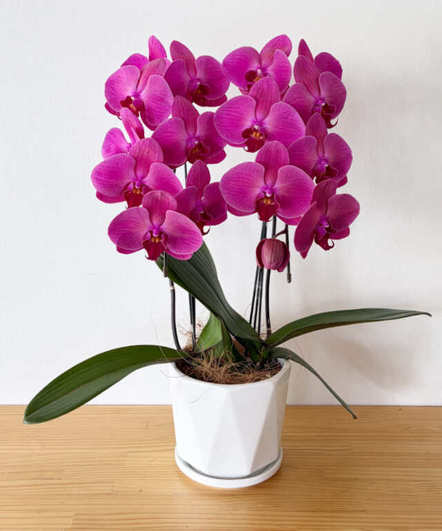 中輪胡蝶蘭　サンシャインコースト　2本立ち