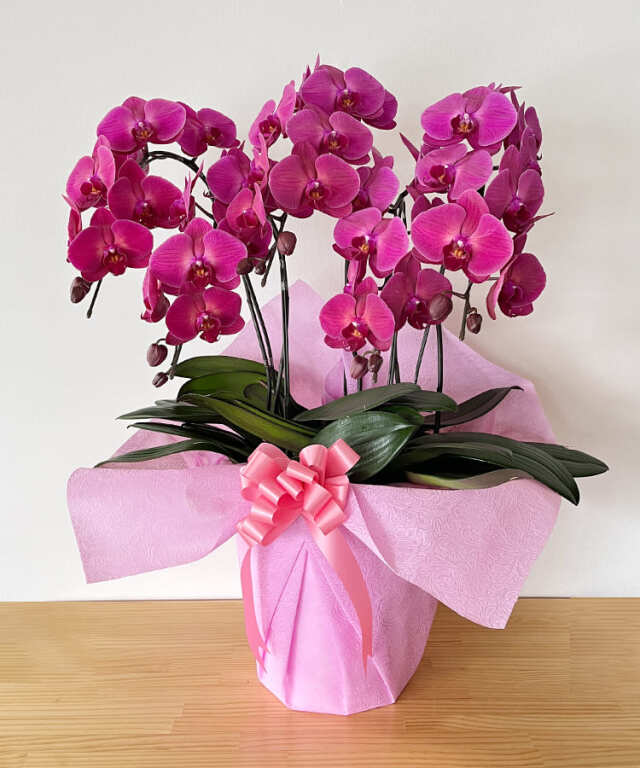 中輪胡蝶蘭 生花 サンシャインコースト3本立ち｜お祝いギフトなら胡蝶