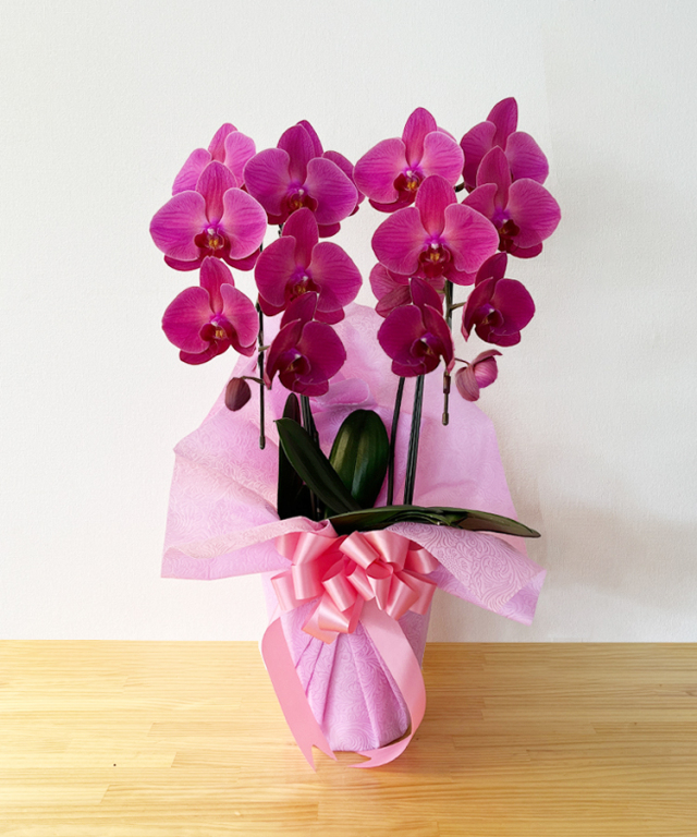 胡蝶蘭　生花 胡蝶蘭 白 3本立ち39輪程度 生花｜お祝いギフトなら胡蝶蘭専門店