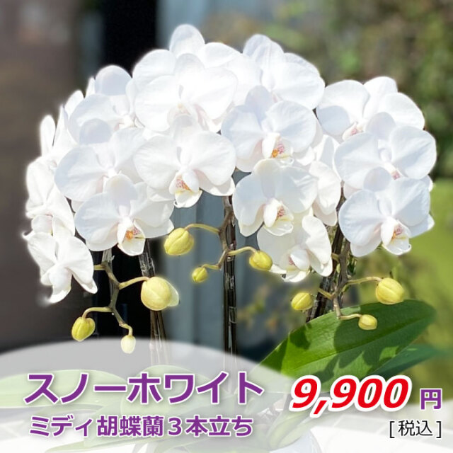 ミディ ミニ胡蝶蘭 胡蝶蘭専門店 らんや 黒臼洋蘭園通販