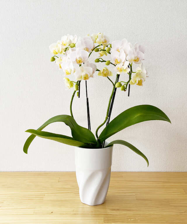 ミニ胡蝶蘭 ティモシー 2本立ち