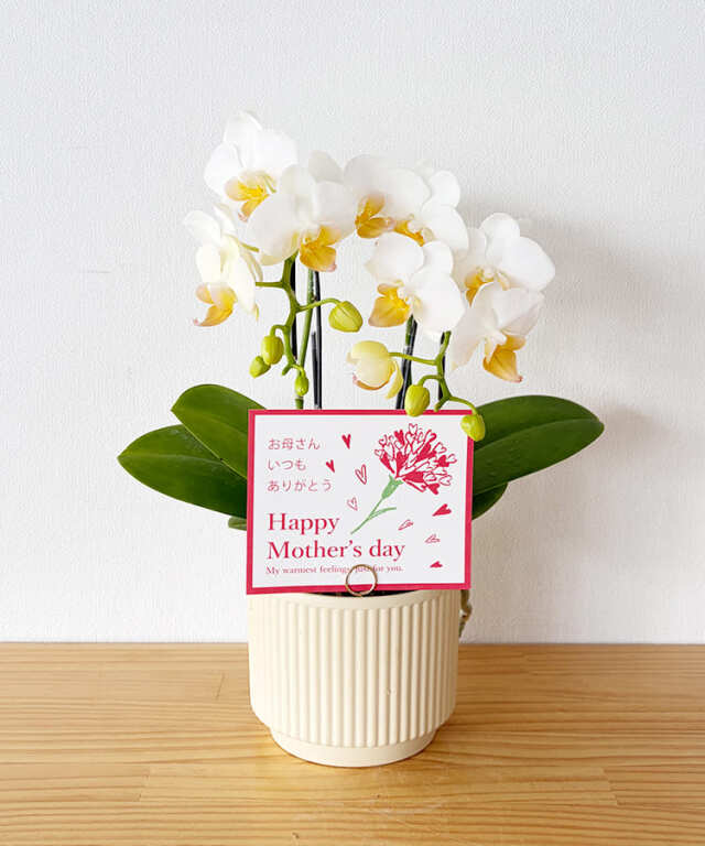 ミニ胡蝶蘭　ティモシー　２本立ち　母の日カード