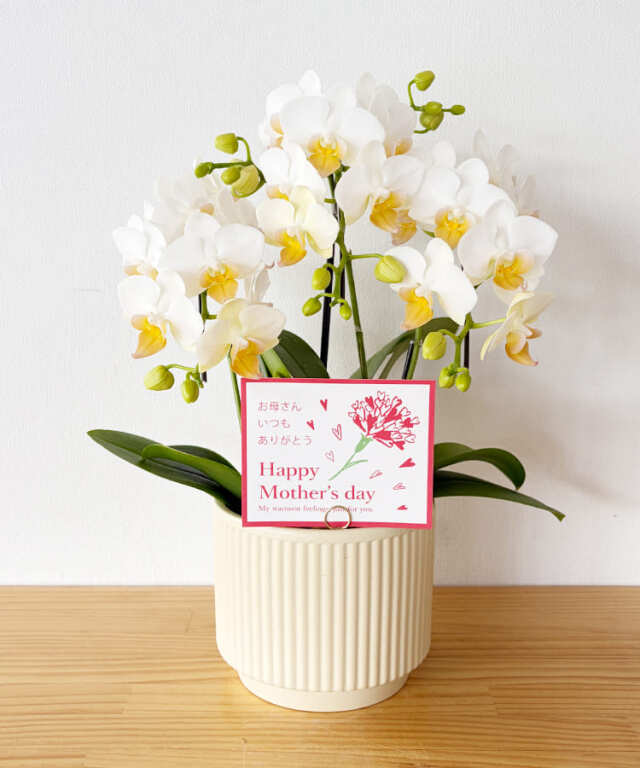 ミニ胡蝶蘭　ティモシー　３本立ち　母の日カード
