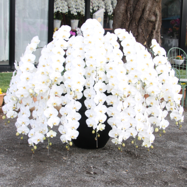 2023年1月　特注胡蝶蘭　２０本立ち