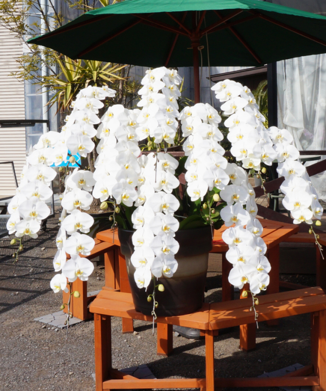 胡蝶蘭、生花　特注特大　8本立ち 8本立ちの胡蝶蘭の通販 | HitoHana（ひとはな）