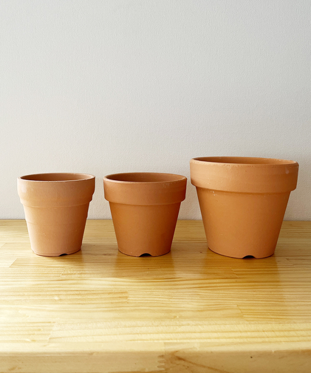 洋らんの植替えセットA ｜お祝いギフトなら胡蝶蘭専門店【らんや】