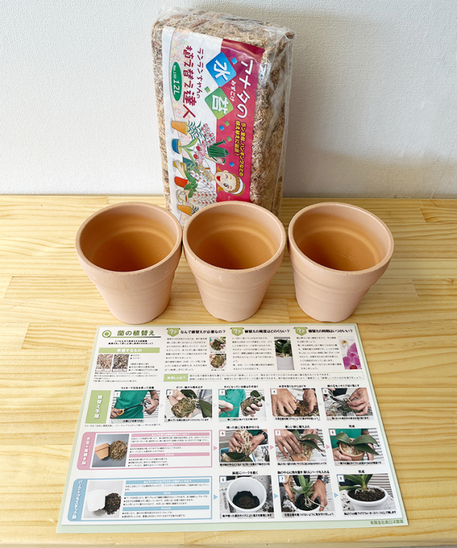 洋らんの植替えセットA ｜お祝いギフトなら胡蝶蘭専門店【らんや】