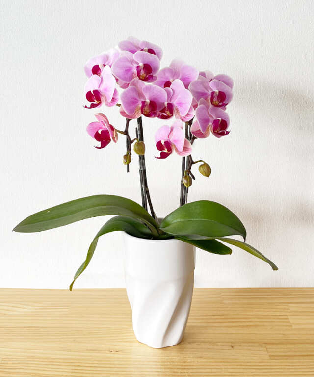 ミニ胡蝶蘭　バレンタイン　２本立ち