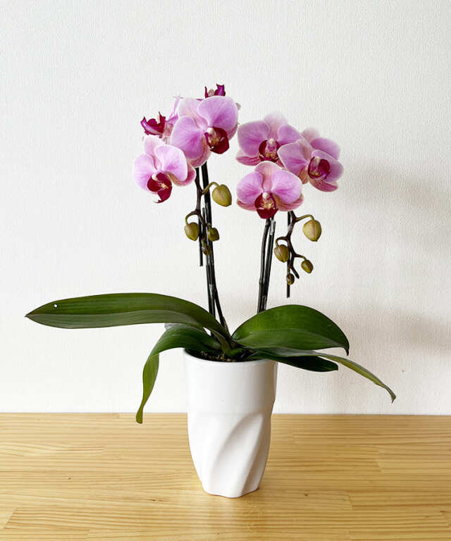 【つぼみ多め商品】ミニ胡蝶蘭 バレンタイン2本立ち