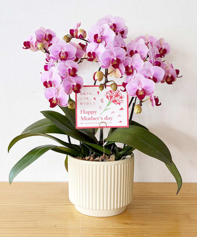 ミニ胡蝶蘭　バレンタイン　３本立ち　母の日カード