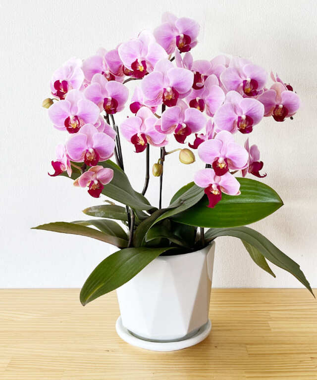 ミニ胡蝶蘭　バレンタイン　3本立ち