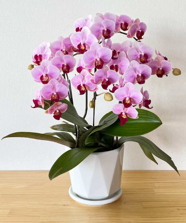 ミニ胡蝶蘭　バレンタイン　3本立ち