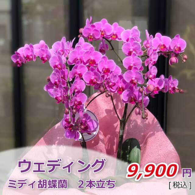 ミディ ミニ胡蝶蘭 胡蝶蘭専門店 らんや 黒臼洋蘭園通販