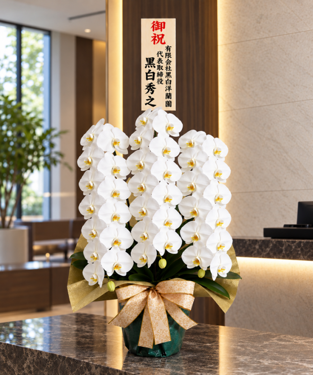 胡蝶蘭 白 3本立ち30輪程度 生花 ｜ 胡蝶蘭専門店 黒臼洋蘭園直売