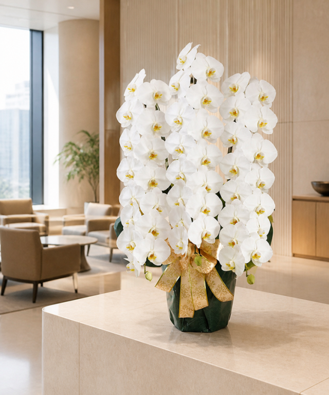 胡蝶蘭 白 3本立ち42輪程度 生花 ｜ 胡蝶蘭専門店 黒臼洋蘭園直売