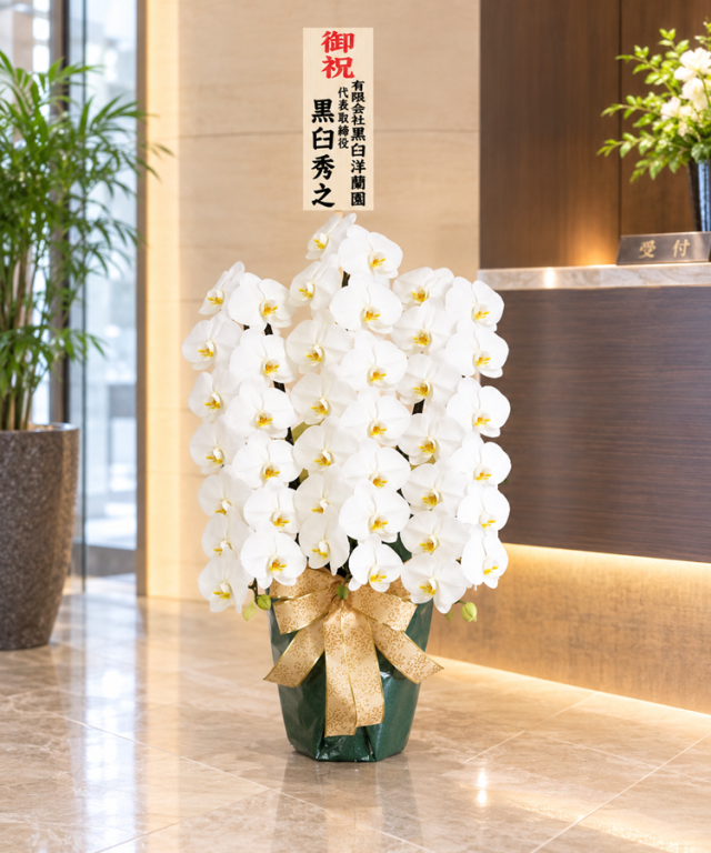 胡蝶蘭 白 3本立ち42輪程度 生花 ｜ 胡蝶蘭専門店 黒臼洋蘭園直売