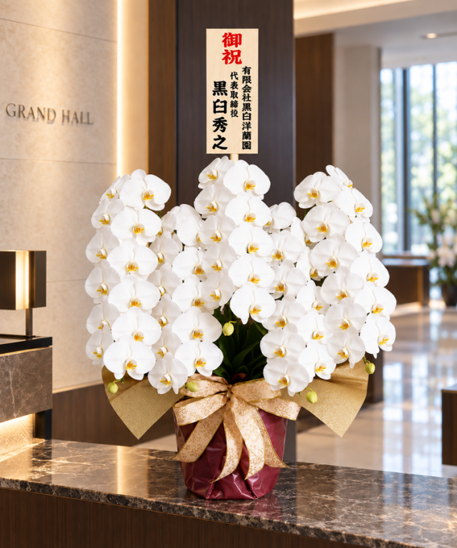 胡蝶蘭 白 5本立ち60輪程度 生花 ｜お祝いギフトなら胡蝶蘭専門店
