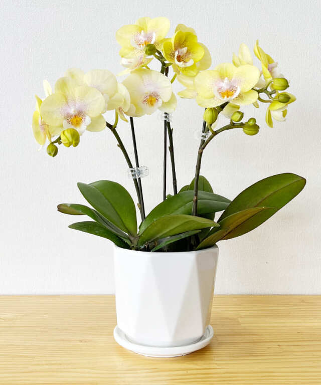 ミニ胡蝶蘭　ゆず　３本立ち