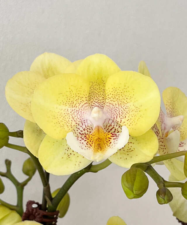 ミニ胡蝶蘭　ゆず　花アップ