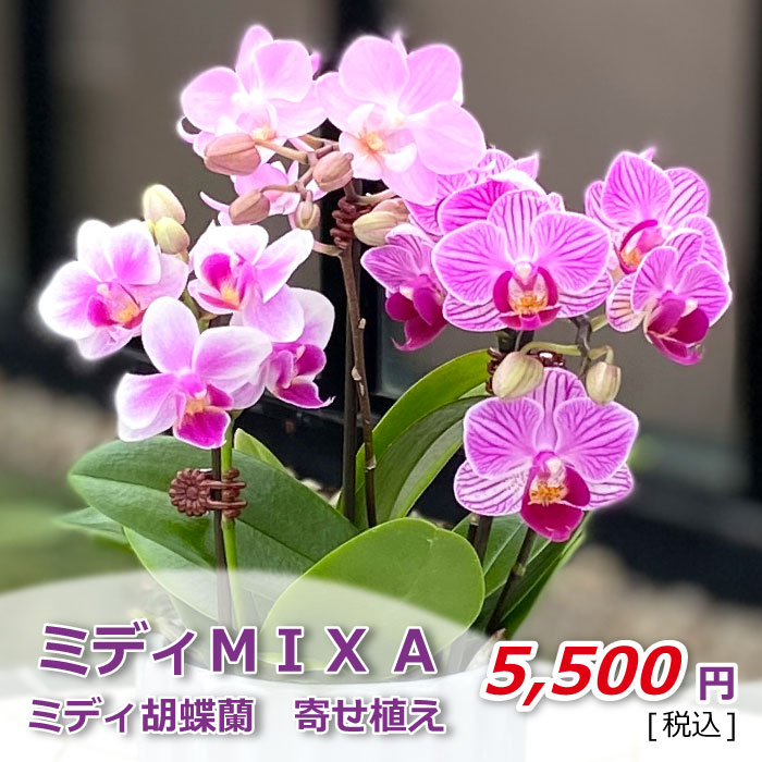 ミディMIX A 価格