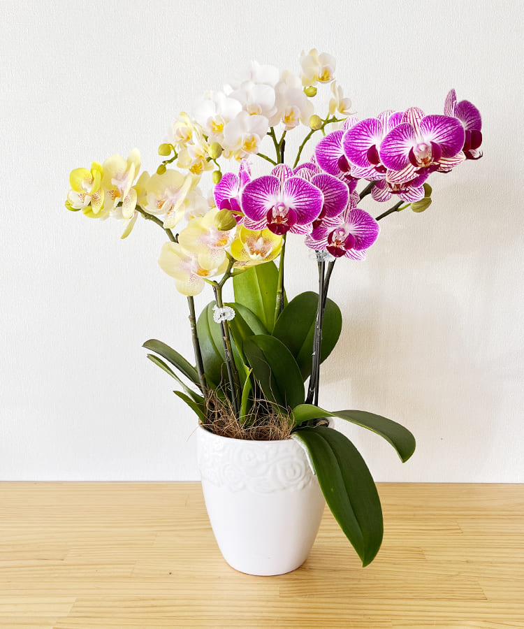 ミニ胡蝶蘭 生花 ミニMIX B｜ 胡蝶蘭の贈り物なら胡蝶蘭専門店【らんや】