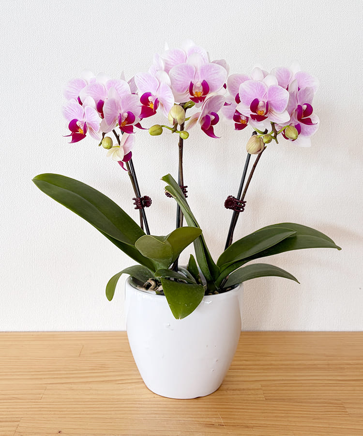 ミニ胡蝶蘭　みやび3本立ち