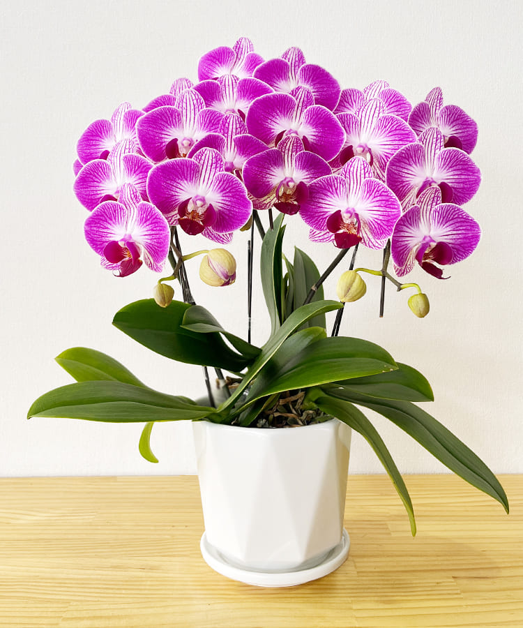 マッツジョナサン青花フラワー蘭