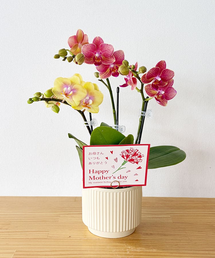 ミニ胡蝶蘭　mom　２本立ち