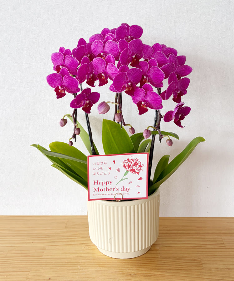 ミニ胡蝶蘭　ルビーピンク　３本立ち