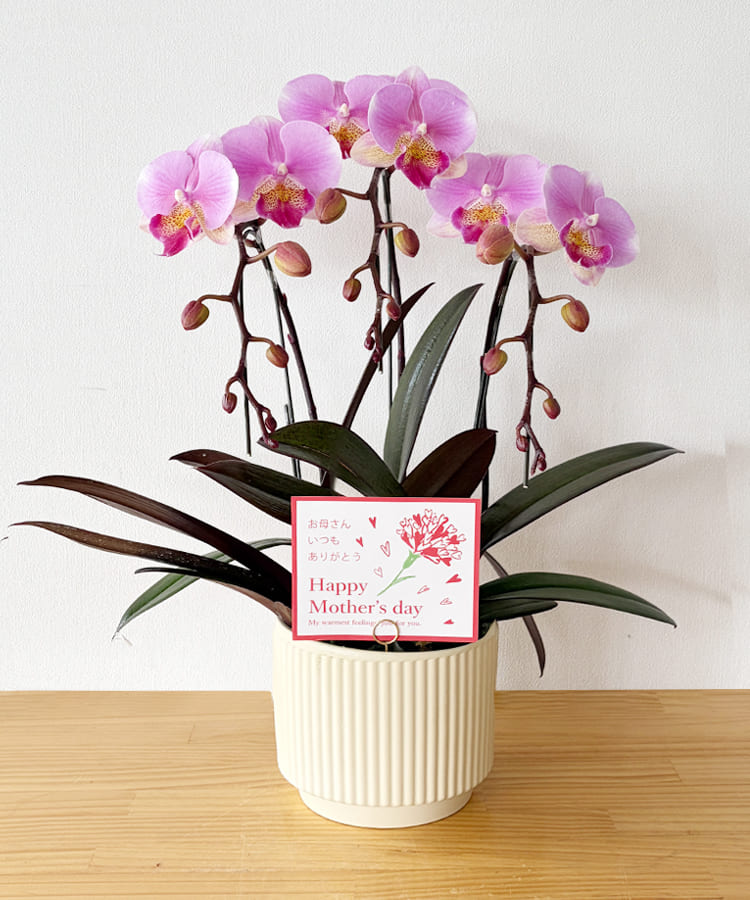 ミニ胡蝶蘭　さや香　３本立ち