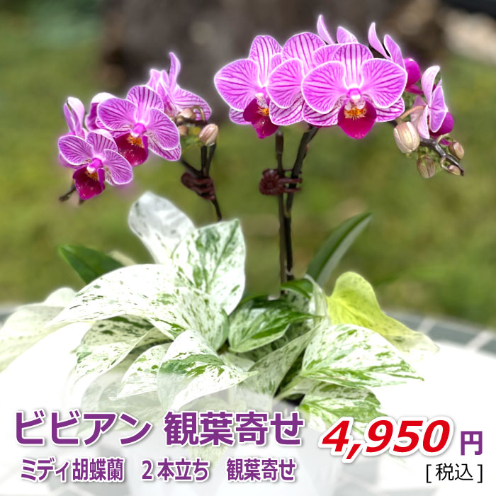 ビビアン2本立ち 観葉寄せ 価格