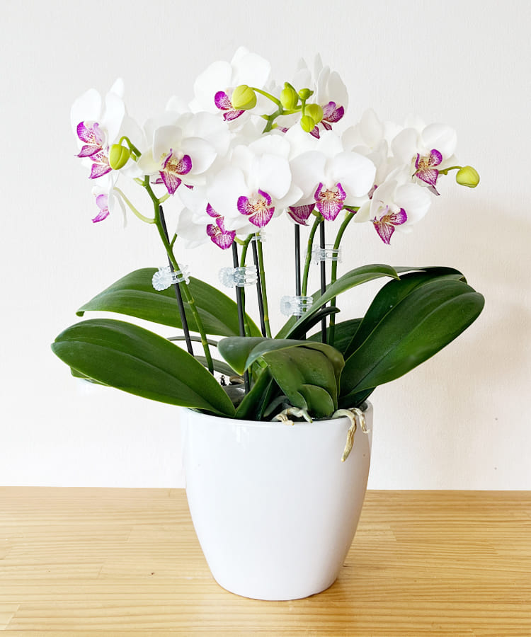 ミニ胡蝶蘭 生花 ホワイトエンジェル 5本立ち ｜ 胡蝶蘭の贈り物