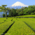 静岡銘茶詰合せ　No.25