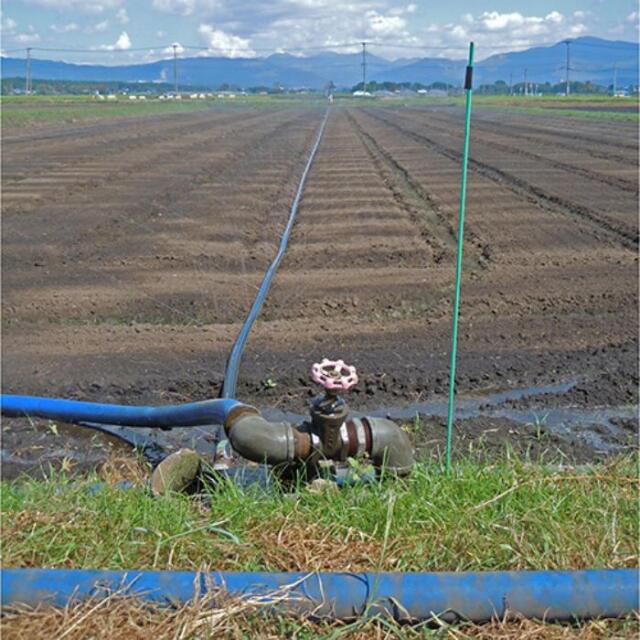 フローバル画像