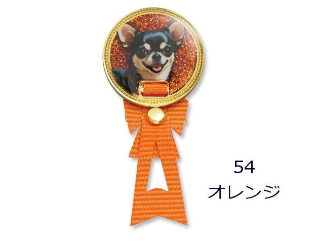 カラーオレンジ　チワワ