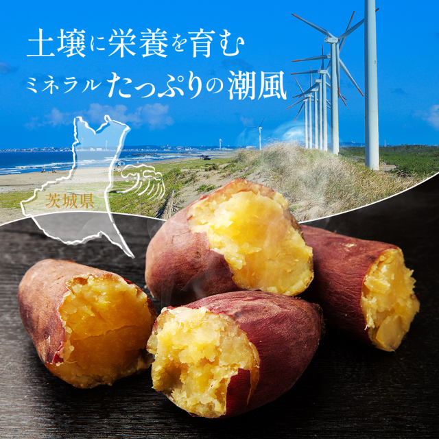 丹頂　超熟成シルクスイート 20キロ 楽天市場】熟成 シルクスイートの通販