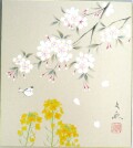 色紙　桜に菜の花◆中谷文魚